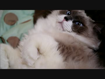 たぬこのおばけだぞ寝