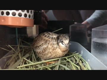 藁を散らかすヒメウズラ