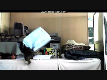 年末笑大作　カゴとともに去りぬ　(´っω・*)ﾟ・｡