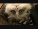 抱っこが大好きなラグドールの子猫