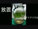 放置ボトルアクアリウム