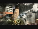 ヒメウズラの鳴き声 その２