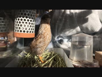ヒメウズラの鳴き声 その２