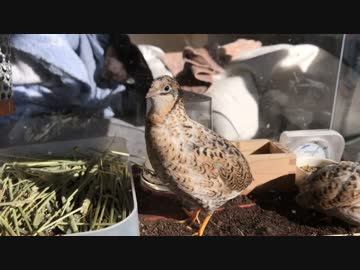ヒメウズラの鳴き声 その３
