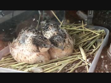 寄り添うヒメウズラ