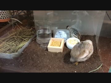 ちょっとだけテンション上がってきたヒメウズラ
