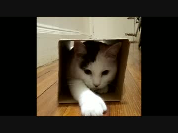 めんどくさがりなネコが、野生のケモノに変わる１つの遊び方