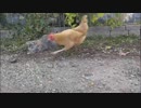 野ネズミとネコ。