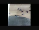 なんだか怖い。ハトが次々とアリ地獄に食べられていく恐怖映像