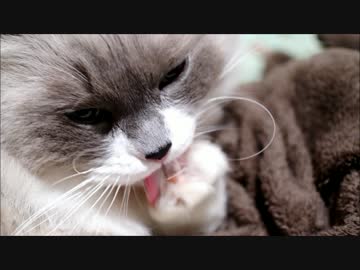 にくきゅうおていれにゃ