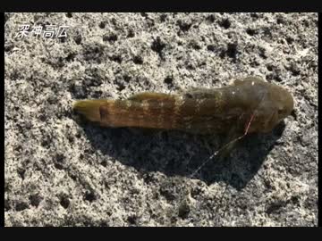 釣り動画ロマンを求めて　14釣目（臨港パーク）