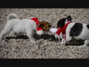 【Xmasの子犬たち】～無理やりサンタのコスプレをさせられた怒りの矛先～