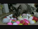 【274】ジャン❤︎ポン　猫のボールハウスに入る兄妹