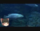 ゆっくりれいむのアクア放浪記　#19　大分マリーンパレス水族館