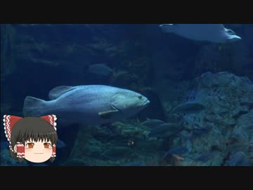 ゆっくりれいむのアクア放浪記　#19　大分マリーンパレス水族館