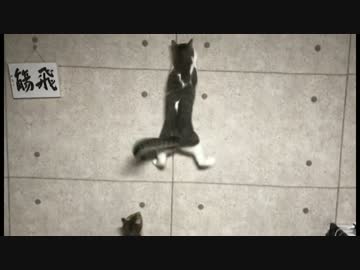 【驚異の跳躍力】天井まで軽々ジャンプしてしまう筋肉猫！！