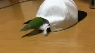 ボタンインコ