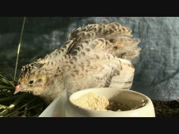 日向で気持ちよさそうなヒメウズラ