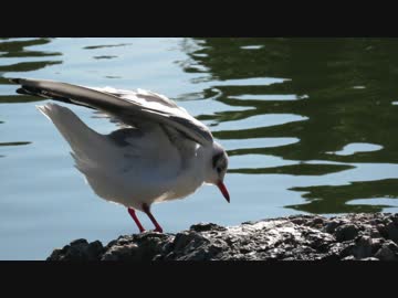 【鳥さんぽ】清澄庭園の野鳥【古池や】