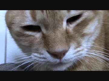 拾いねこ＠生後1625/1592日目　にょんこまみれ