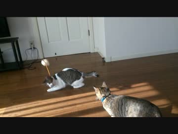 ネコフィッシング