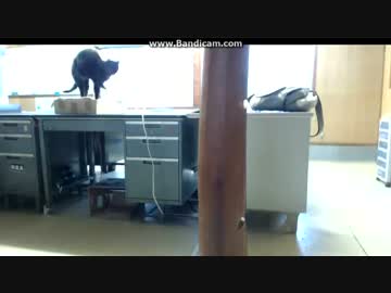 (´; ω ;｀) 泣きながら私の帰りを待つあずき