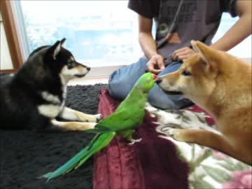 緑茶黒(１６年１２月１９日)