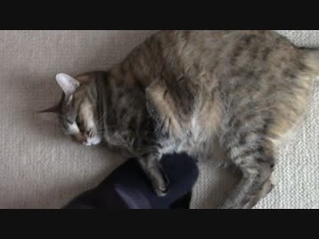 拾いねこ＠生後1626/1593日目　耳ざといアコさん