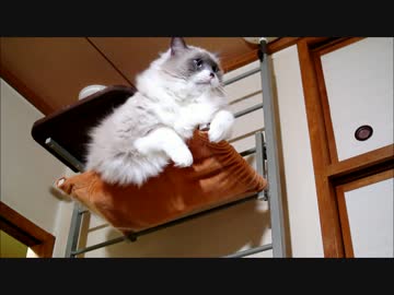 棚から落ちそうで落ちないたぬこおもち