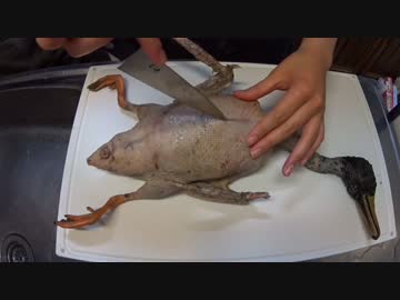 狩猟の現場から 1/3 女/子/高/生が鴨を捌いてみた【閲覧注意！】動物解体