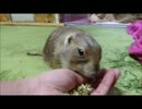 ８歳のよしむねくん