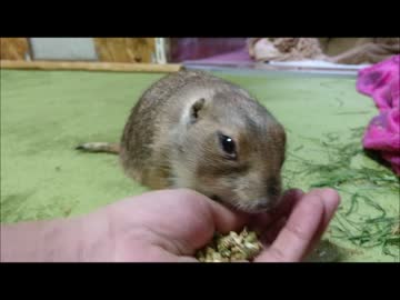 ８歳のよしむねくん