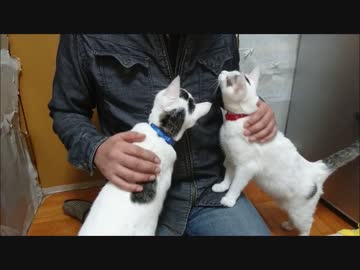 衛星のようにおっさんの周りをうろちょろする猫