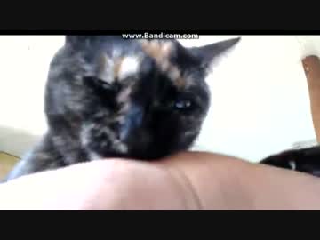 (=｀ω´=) ﾑ! 猫の逆襲　もう痛いんです！