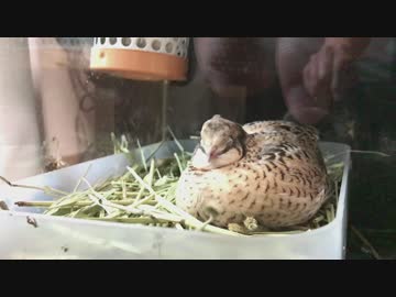 うとうとしてきたヒメウズラ
