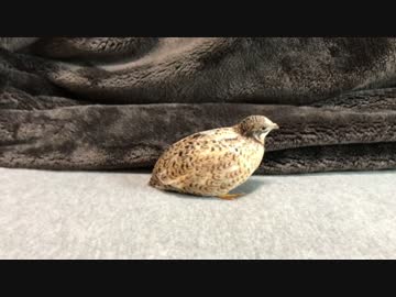 ベッドの上のヒメウズラ