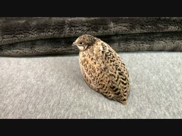 ヒメウズラをアクティブトラッキングで追尾撮影してみた