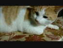 猫と頭の大きい猫と仔猫