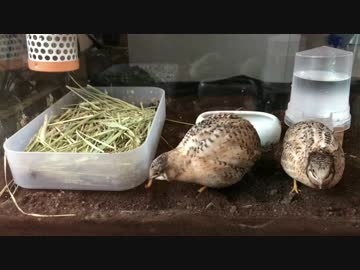 【虫注意】ヒメウズラがひたすら虫を食べる動画