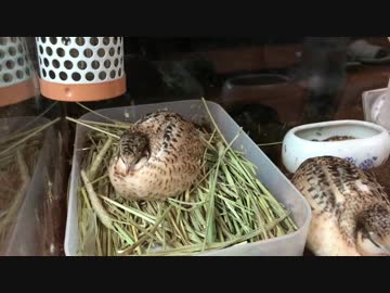 【８分間耐久】ヒメウズラがウトウトするだけ