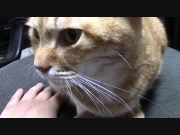 拾いねこ＠生後1628/1595日目　アコツキハガキ第一便発送しました。