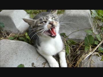 撫でたらめっちゃ怒られた