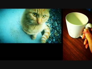 ウィスパー・スウィーティ / adamstravel