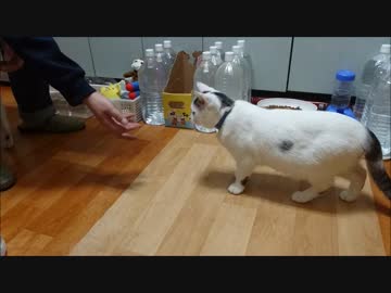 こてんモフモフだあーリターン→腹減ったので選手交代(沙*･ω･)