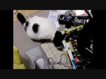 猫探しています
