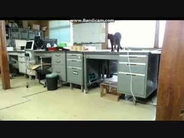 ~(=^･ω･^)ﾉ あやしているのか脅しているのか？ｗ