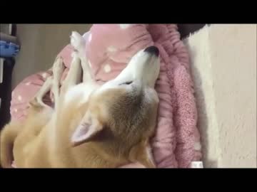 寝言を言う愛犬ミミ