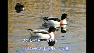 2016年カモの記録