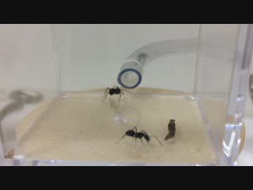 蟻戦争＃86 アリVSナメクジ(後編) 連携するアリの頭脳編