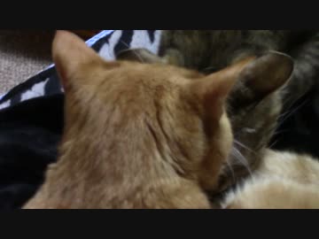 拾いねこ＠生後1629/1596日目　とうらぶコラボの花丸うどん食べてきました